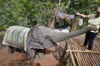 Mattupatty Dam, Elephant Ride_DSC5868_H600